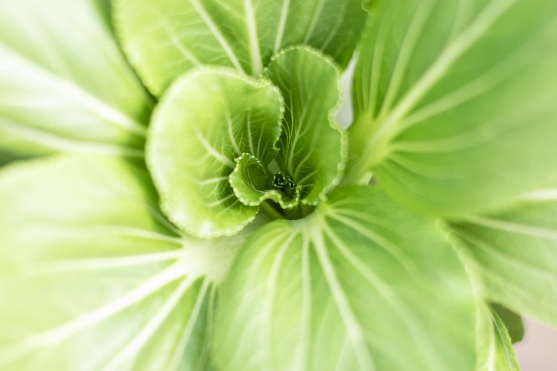 Pak Choi